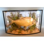 A Taxidermy Model of a Fish preserved by J Cooper & Sons, London within bowed glass case, 73cms wide