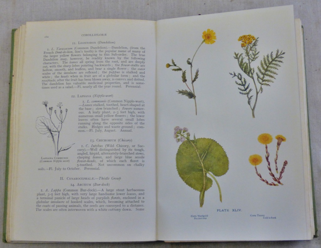 Flowers of the Field 1907 by Rev C. A. Johns with many coloured plates by E.N. Watkin, very good, - Image 3 of 4