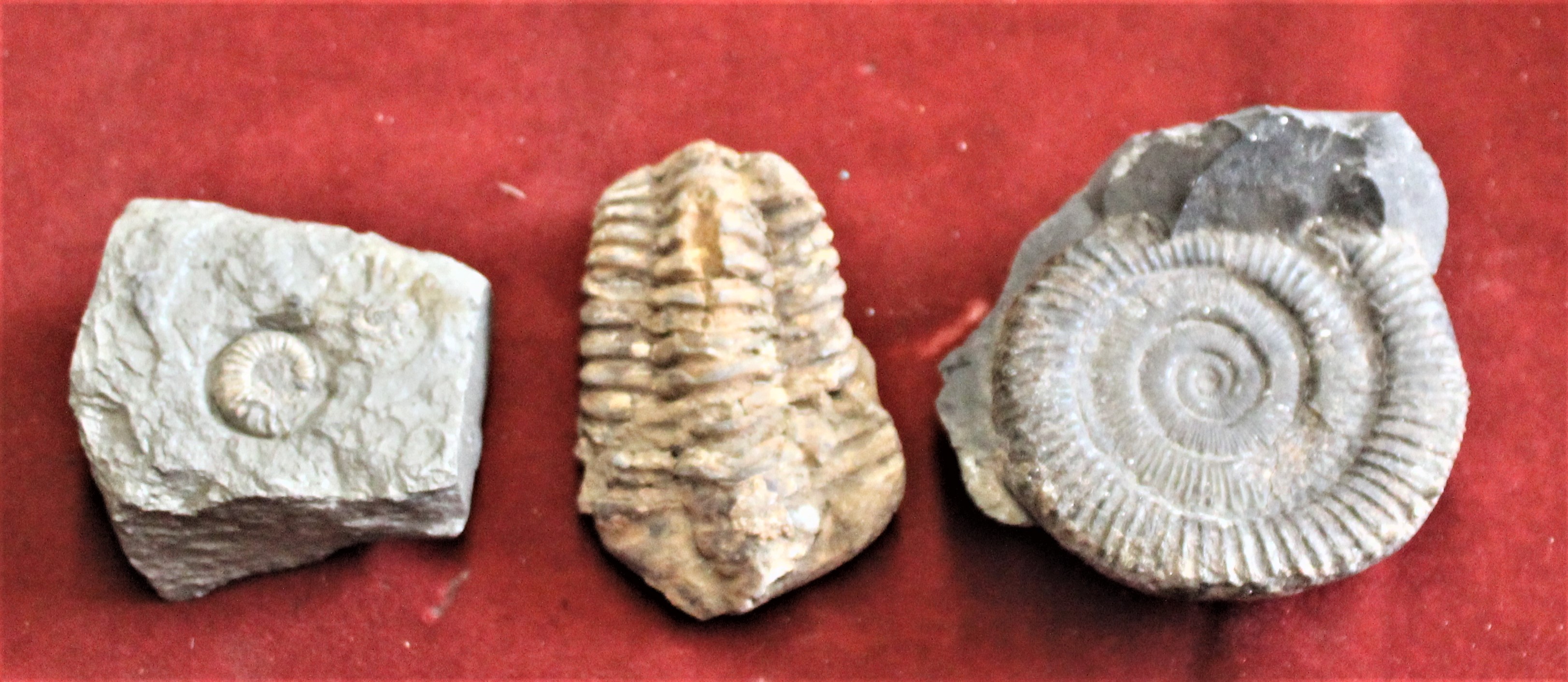 Lead Soldiers and fossils in a box including (10) lead soldiers with British and German Infantry and - Image 4 of 4