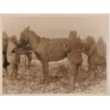 British WWI Press Photograph C.1133. "After being rescued from the Mud" it depicts a Donkey which