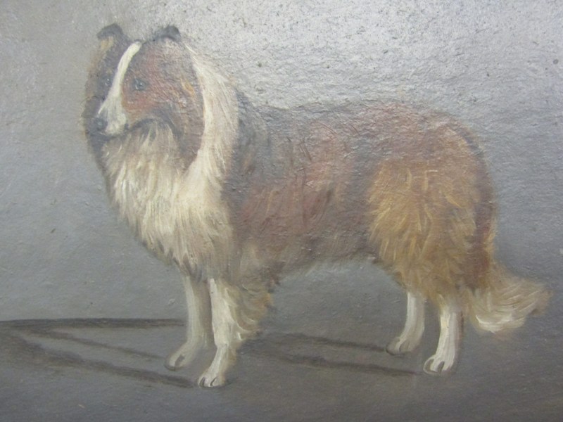 T. EARL, signed oil on board "Portrait of a Shetland Sheep Dog", 24cm x 34cm - Image 2 of 3