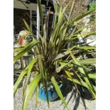 GARDEN SHRUBBERY, blue glazed stoneware garden planter containing Phormium