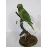 TAXIDERMY, mounted display of Green Parrot, 35cm height