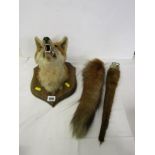 TAXIDERMY, oak shield back mounted Fox's head, together with 2 trophy tails
