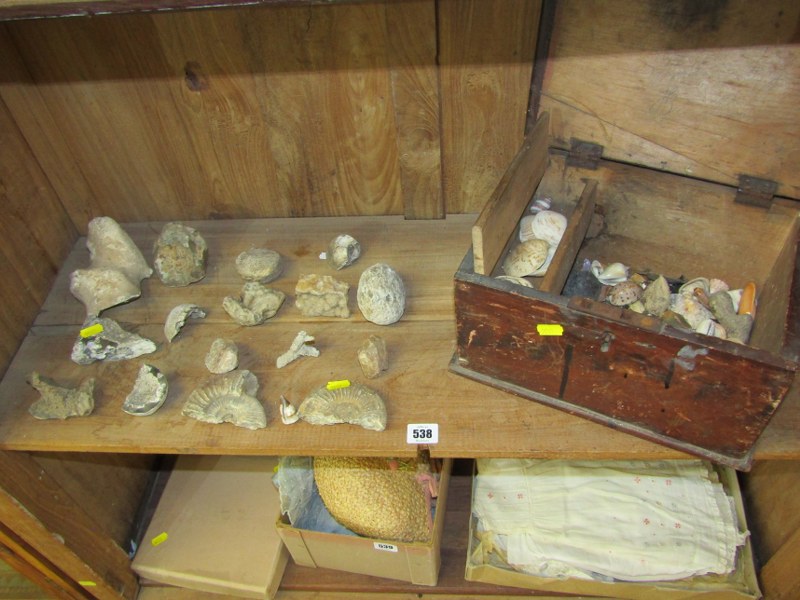 FOSSILS AND SHELLS, collection of assorted fossil fragments, ornate shells in pine storage box, etc - Image 2 of 10