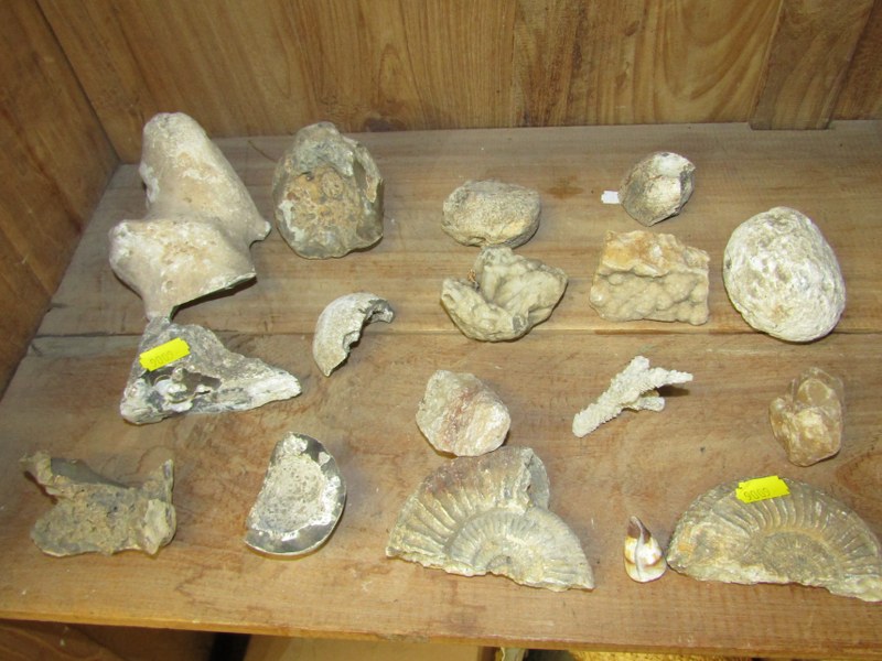 FOSSILS AND SHELLS, collection of assorted fossil fragments, ornate shells in pine storage box, etc - Image 3 of 10