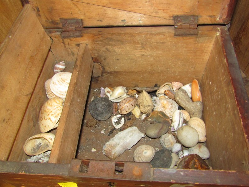 FOSSILS AND SHELLS, collection of assorted fossil fragments, ornate shells in pine storage box, etc - Image 5 of 10