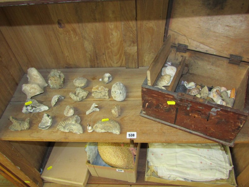 FOSSILS AND SHELLS, collection of assorted fossil fragments, ornate shells in pine storage box, etc