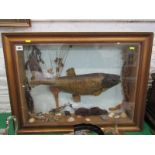 TAXIDERMY, cabinet cased display of Chub, 49cm length