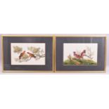 A GOOD PAIR OF CHINESE PITH PAINTINGS, each depicting colourful exotic birds perched on branches