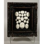 A FRAMED COLLECTION OF TWENTY PLASTER MEDALLIONS.