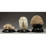 THREE SMALL CORAL SPECIMEN, on wooden bases.
