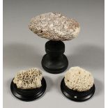 THREE SMALL CORAL SPECIMEN on wooden bases.