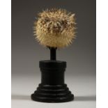 A SMALL PUFFER FISH SPECIMEN, 2.25ins on a wooden stand.