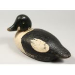 A 19TH CENTURY AMERICAN,PAINTED AND CARVED WOOD DECOY DUCK. 11ins long.