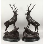 AFTER J MOIGNIER (1835 - 1894) FRENCH A LARGE PAIR OF BRONZE STAGS, signed, on a marble base.