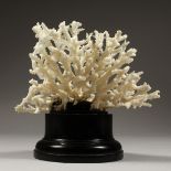 A LARGE WHITE CORAL SPECIMEN. 7ins long on a wooden base.