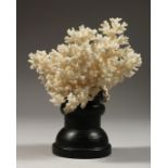 A LARGE WHITE MUSHROON CORAL SPECIMEN, 4ins wide on a wooden stand.