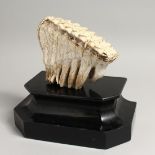 AN ANCIENT ELEPHANT TOOTH on a stand. 7.5ins high.