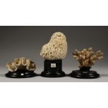 THREE SMALL CORAL SPECIMEN on wooden bases.