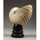 A NAUTILUS SHELL SPECIMEN, 5ins wide on a wooden stand.