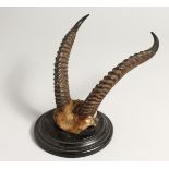 A PAIR OF MOUNTED HORNS. 8ins long.