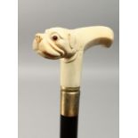 A CARVED BONE HANDLED WALKING STICK, bull dog. 37ins long.