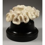 A LARGE CORAL SPECIMEN, 6ins on a wooden stand.