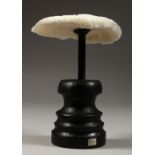 A LARGE WHITE MUSHROON CORAL SPECIMEN, 4.5ins wide on a wooden stand.