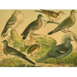 Pigeons and Quails, a print of specimen birds, 11.5" x 14", and a further pair of natural history