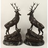 AFTER JULES MOIGNIEZ A LARGE PAIR OF BRONZE STAGS. Signed on a marble base. 29ins high.