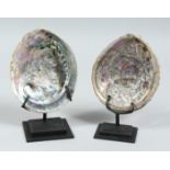 TWO ABALONE SHELLS on stands.. 5ins x 4ins.