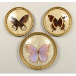 THREE GILT FRAMED BUTTERFLIES