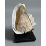 A LARGE CONCH SHELL on a stand 7.5ins.