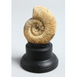 AN AMMONITE SPECIMEN on a stand. 3ins.