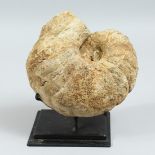 A LARGE AMMONITE on a stand. 7ins x 7ins