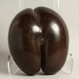 A LARGE COCO DE MER BRAZILIAN NUT. 9ins long