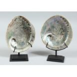 A PAIR OF ABALONE SHELLS on a stand. 6ins x 5ins.