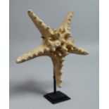 A STAR FISH on a stand. 8ins