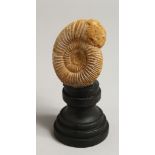 AN AMMONITE SPECIMEN. 3ins on a wooden stand.