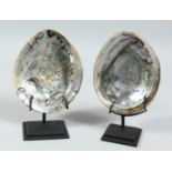 A PAIR OF ABALONE SHELLS on a stand. 5.5ins x 4.5ins.