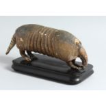 A VICTORIAN TAXIDERMY ARMIDILLO on a wooden stand. 14ins long.