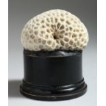 A BRAIN CORALSPECIMEN on a stand. 3.5ins high