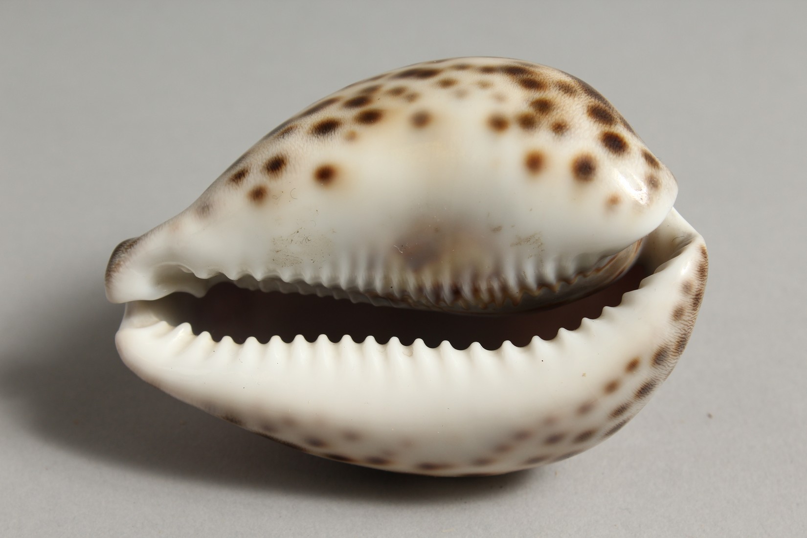 A SHELL CARVED WITH THE LORD'S PRAYER. 3ins. - Bild 7 aus 7