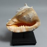 A LARGE CONCH SHELL on a stand 7.5ins.
