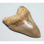 A MEGALODON TOOTH FOSSIL 5ins x 3.5ins