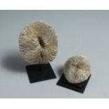 TWO MUSHROOM CORAL SPECIMENS 4.5ins & 2.5ins high.