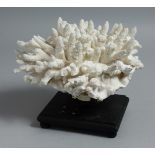 A LARGE WHITE PIECE OF CORAL ona stand 8ins x 6ins