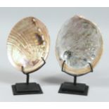 TWO ABALONE SHELLS on stands. 6ins x 4ins.