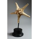 A LARGE STAR FISH SPECIMEN on a stand. 10ins